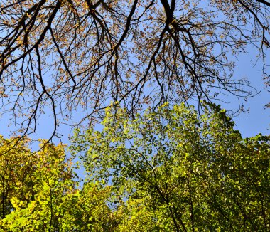 Alt görünümü, uzun boylu ilkbahar ve sonbahar ağaç ve mavi gökyüzü