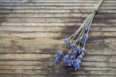 Bir demet kurutulmuş lavanta çiçeği.