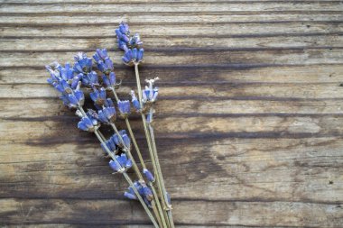 Bir demet kurutulmuş lavanta çiçeği.
