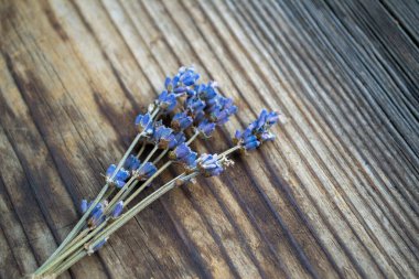 Bir demet kurutulmuş lavanta çiçeği.