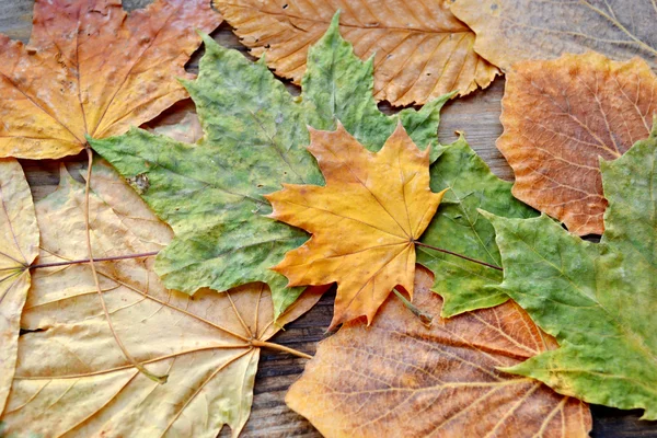 Foglie di autunno colorate su tavola di legno — Foto Stock