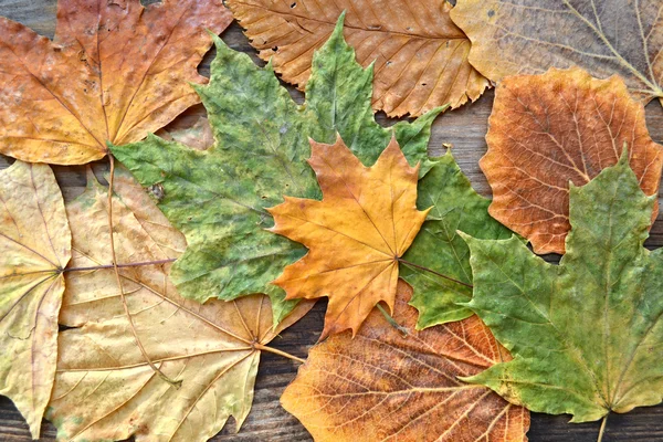 Colorful autumn leaves on wooden board — Stock Photo, Image
