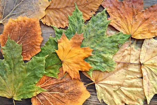 Colorful autumn leaves on wooden board — Stock Photo, Image