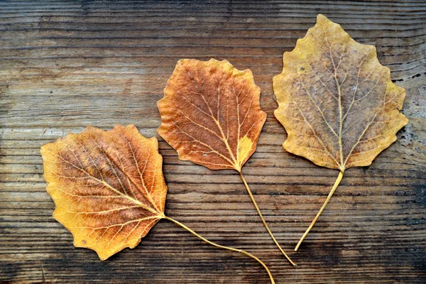 Colorful autumn leaves on wooden board — Stock Photo, Image