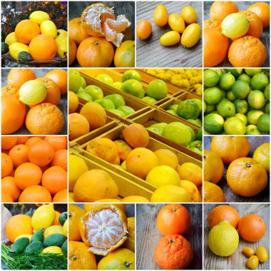 Set of citrus fruits from tangerines, kumquats, oranges and lemons clipart