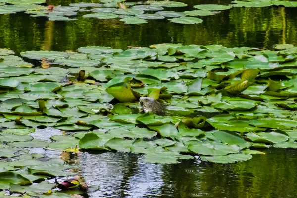 Iguana Verde Nadando Entre Plantas Acuáticas Que Flotan Superficie Estanque —  Fotos de Stock