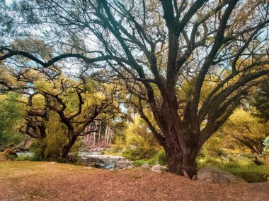 Nehrin yanında bükülmüş dal ağaçları büyüyor..