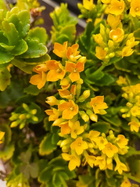 Тло Жовтих Квітів Насичене Цвітіння — стокове фото