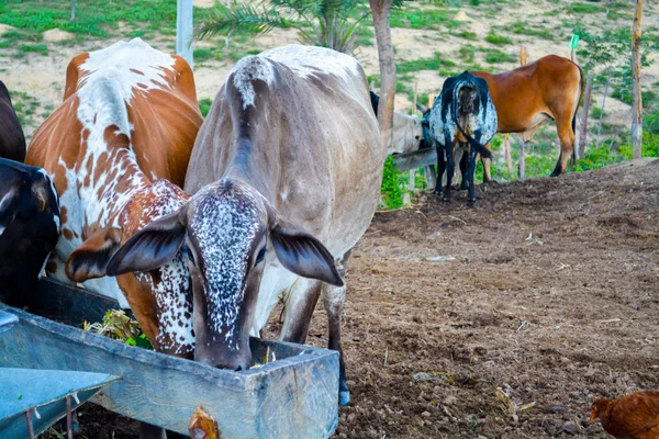 Animals eating in corral — Stock Photo, Image