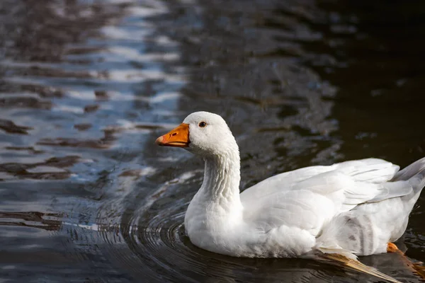 Vitfjädrad Tamgås Som Simmar Damm Vintern Palencia Spanien — Stockfoto