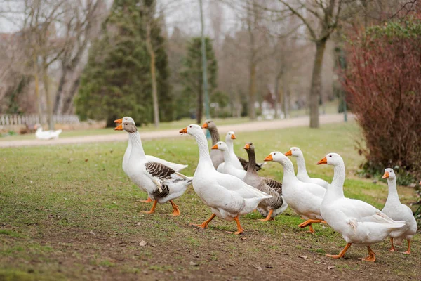 white feathered domestic geese in a park in winter. Palencia, Spain