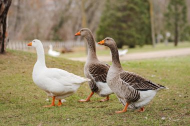 Kışın parktaki gri kaz. Palencia, İspanya.