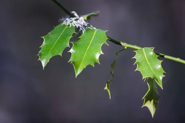 holly leaves hanging from a twig, in autumn. Palencia, Spain