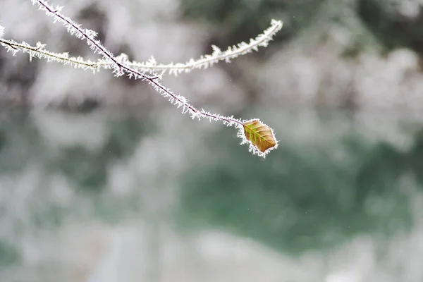 Feuilles Arbres Jaunes Orangers Couvertes Givre Givre Pendant Une Tempête — Photo