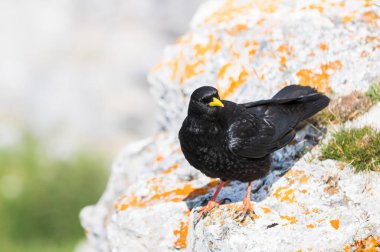 Bir Alp öksürüğü, Pyrrhocorax graculus veya chova piquigualda, karga familyasından siyah bir kuş, yazın İspanya 'nın kuzeyinde Fuente de, Cantabria dağlarında