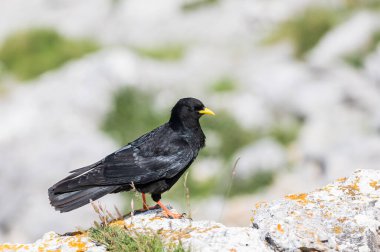 Bir Alp öksürüğü, Pyrrhocorax graculus veya chova piquigualda, karga familyasından siyah bir kuş, yazın İspanya 'nın kuzeyinde Fuente de, Cantabria dağlarında