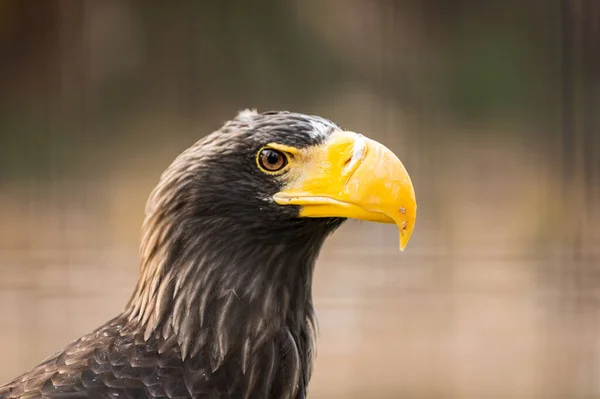 Bir steller deniz kartalı portresi, haliaeetus pelagicus, esaret altında. İspanya
