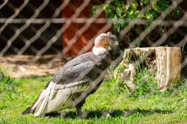And Akbabası Vultur Gryphus, hayvanat bahçesindeki kafesinde. Esaretteki kuş