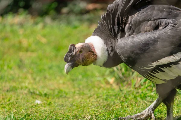 And Akbabası Vultur Gryphus, hayvanat bahçesindeki kafesinde. Esaretteki kuş