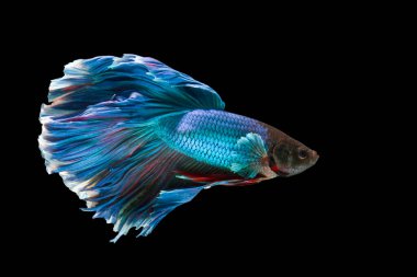 Siyah arka plandaki betta balığının hareketli anı