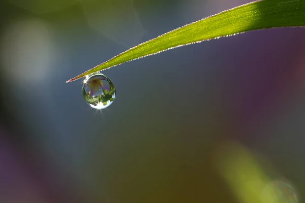 Fleurs Dans Les Gouttes Rosée Sur Herbe Verte Contexte Naturel — Photo