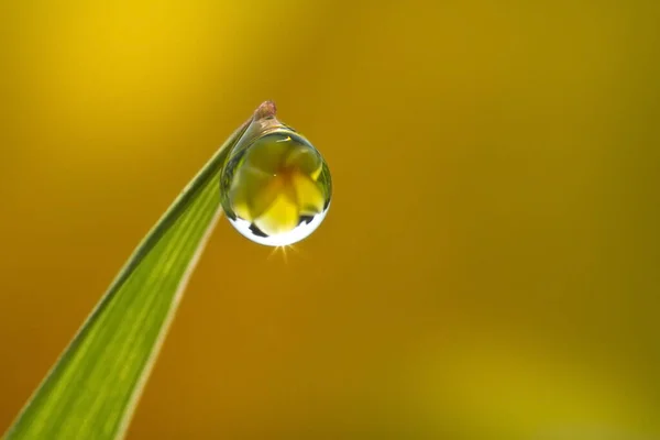 Blüht Den Tautropfen Auf Dem Grünen Gras Hintergrund Natur — Stockfoto