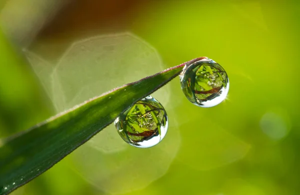 Fundo Uma Grama Verde Fresca Com Gotas Água Close Imagem — Fotografia de Stock