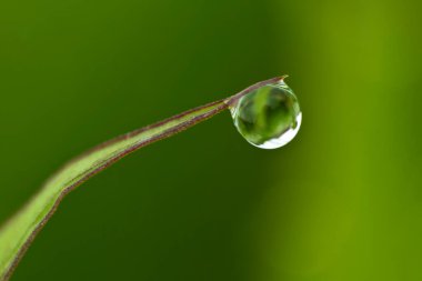 Su damlaları olan taze yeşil çimenlerin arka planı. Yakın plan - Resim
