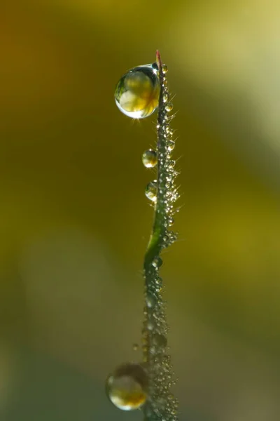 Flores Las Gotas Rocío Hierba Verde Fondo Naturaleza —  Fotos de Stock