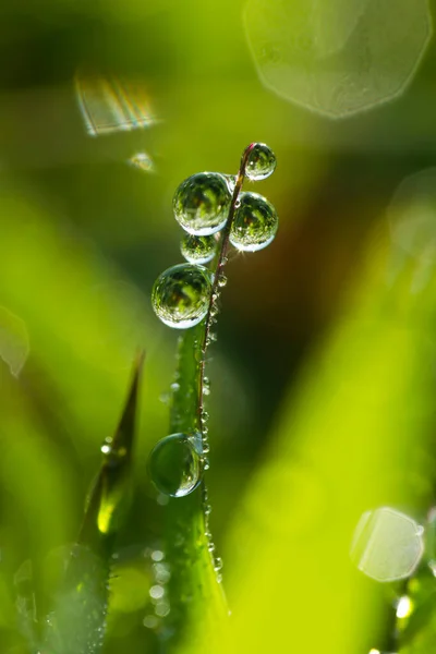 Contexte Une Herbe Verte Fraîche Avec Des Gouttes Eau Gros — Photo