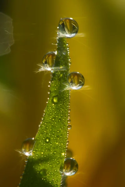 Fleurs Dans Les Gouttes Rosée Sur Herbe Verte Contexte Naturel — Photo