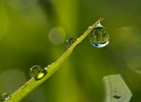 Фон Свежей Зеленой Травы Каплями Воды Крупный План Изображение — стоковое фото