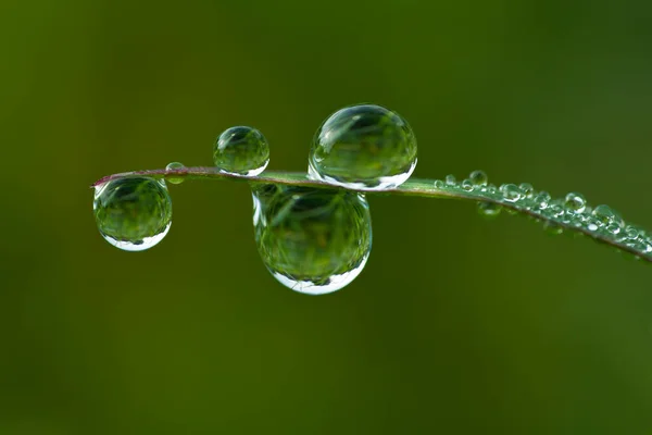 Fleurs Dans Les Gouttes Rosée Sur Herbe Verte Contexte Naturel — Photo