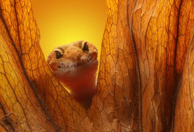 Leopar Gecko sarı arka planda. Leopar kertenkelesi, makroyu kapat.