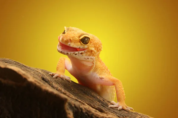 Luipaard Gecko Gele Achtergrond Luipaard Gekko Hagedis Close Macro — Stockfoto