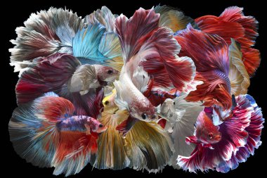 Siyah arka planda bir grup Betta balığı. Siyah arka planda betta balığının hareketli anı.