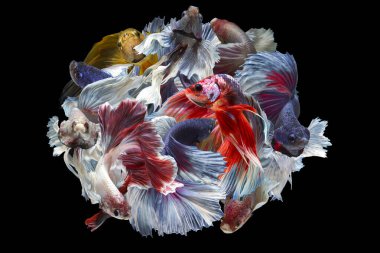 Siyah arka planda bir grup Betta balığı. Siyah arka planda betta balığının hareketli anı.