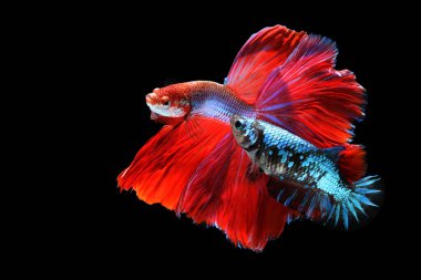 Siyah arka plandaki betta balığının hareketli anı