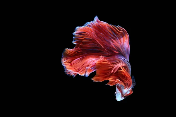 Moment Émouvant Beau Betta Poisson Sur Fond Noir — Photo