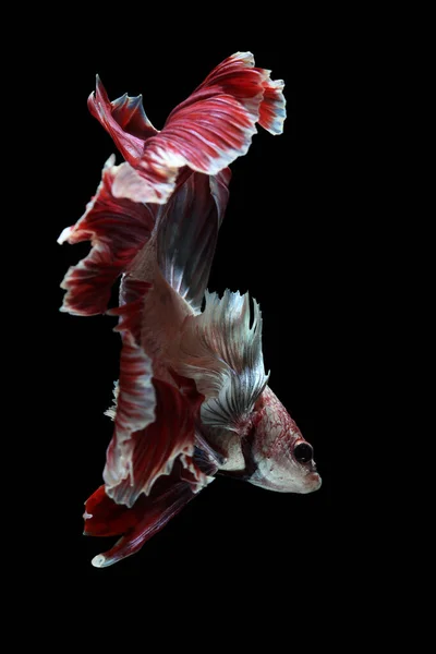 Moving Moment Beautiful Betta Fish Black Background — Stock Photo, Image