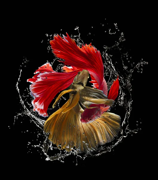 Set Bettafish Black Background Moving Moment Beautiful Betta Fish Black — Stock Photo, Image