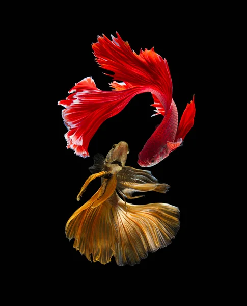 Ensemble Bettafish Sur Fond Noir Moment Émouvant Beau Betta Fish — Photo