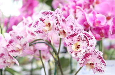 Bahçedeki pembe çiçeğe yaklaş..