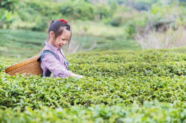 Yaz bahçesinde taze yeşil çay tarlası olan küçük bir kız, Tayland 'da sağlıklı yiyecekler.