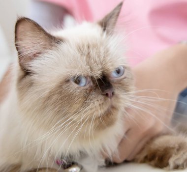 Şirin, huysuz, uzun saçlı, mavi gözlü İran kedisinin yakın plan portresi.