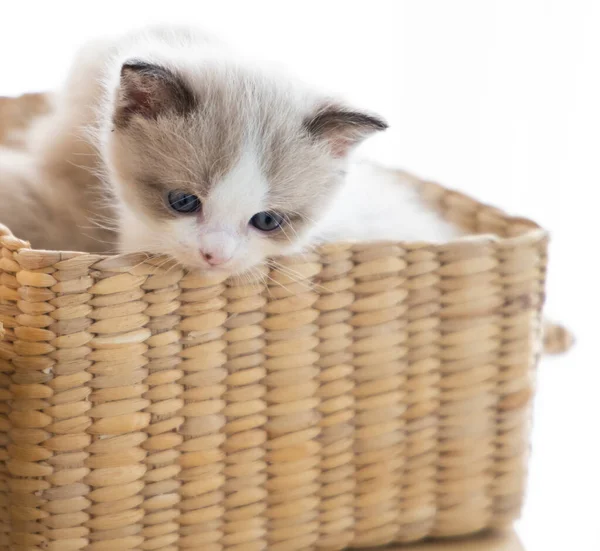 Retrato Bonito Gatito Persa Una Canasta — Foto de Stock