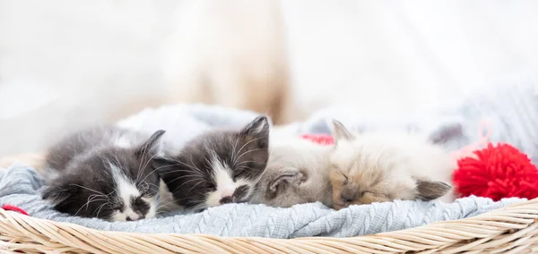 Group of small kittens. sleeping  in a basket with balls of yarn