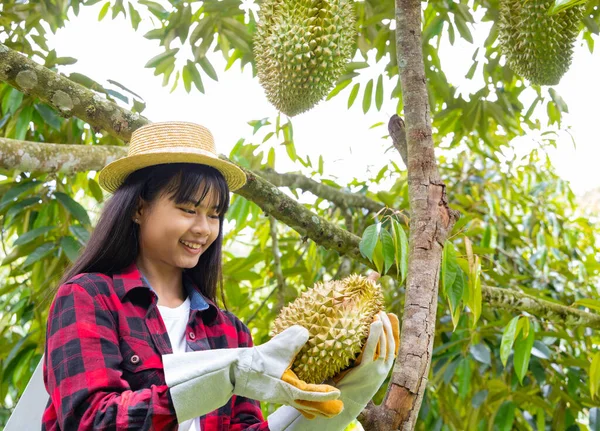 Młody Azji Rolnik Patrząc Durian Jej Ogród Uśmiecha Zdjęcia Stockowe bez tantiem