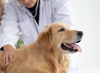 Veteriner veteriner veteriner veteriner kliniğinde Golden retriever köpeğini inceliyor.