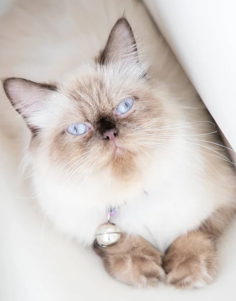 Closeup Portrait Cute Moody Longhair Persian Cat Blue Eye — Stock Photo, Image